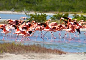 Pink Flamingos in the Virgin Islands, Anegada BVI