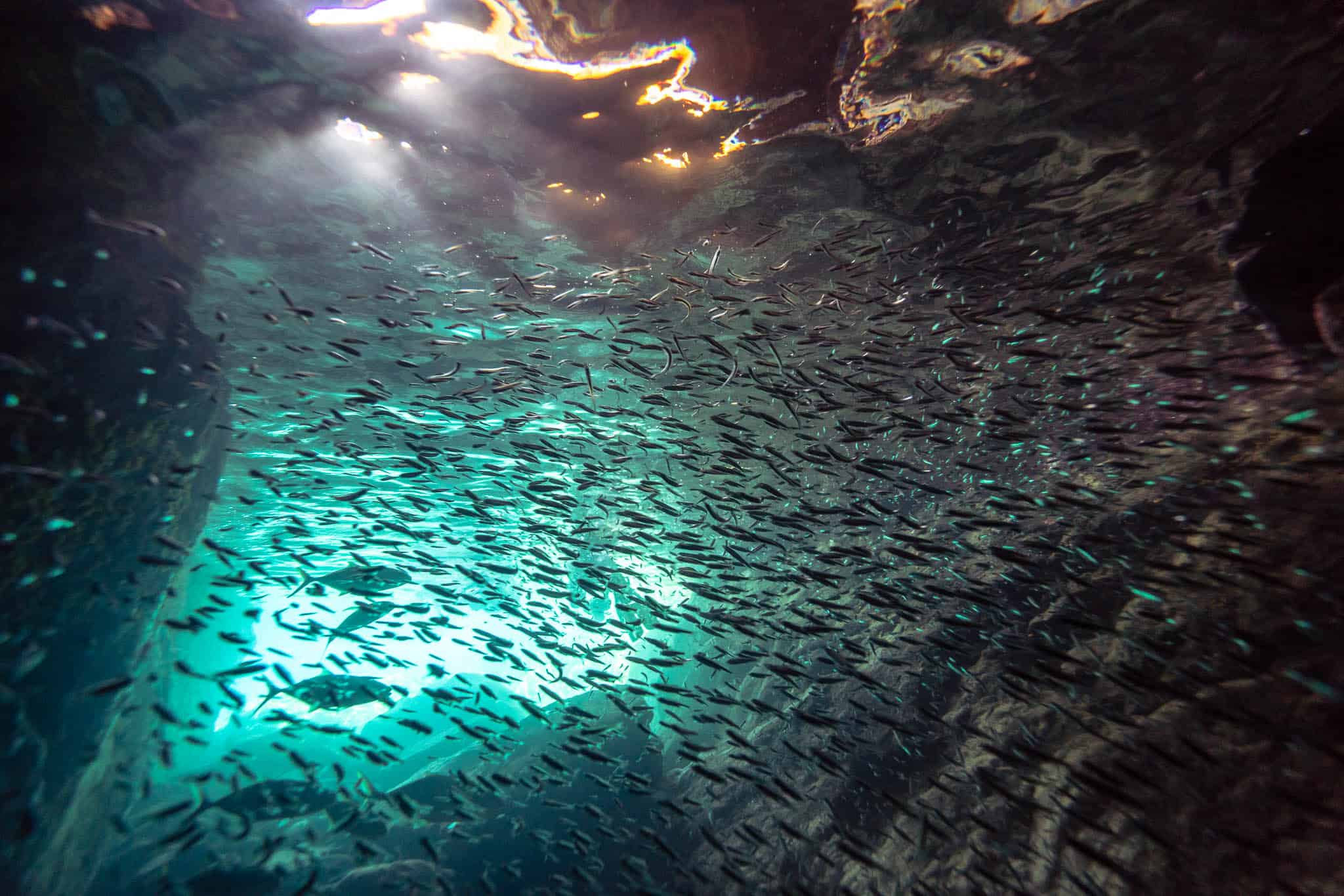 Underwater in The Caves at Norman Island BVI