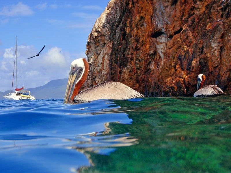 Pelicans at The Caves on Norman Island, British Virgin Islands